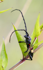 Lissonotus flavocinctus