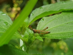 Pirithoicus ophthalmicus