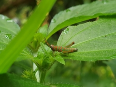 Pirithoicus ophthalmicus