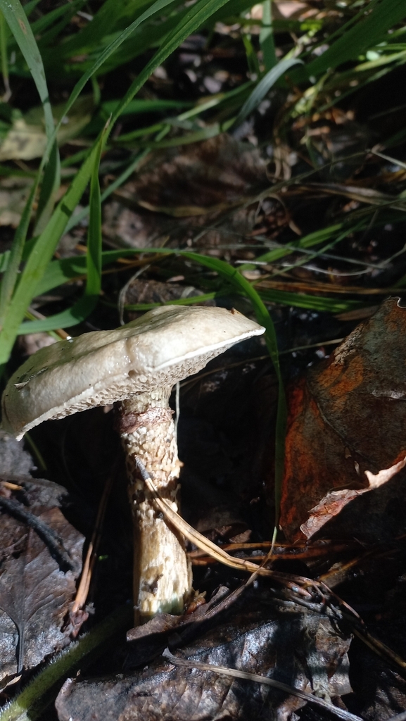 Suillus viscidus · August 2025 · photo: © olkairkutsk (iNaturalist, cc-by)