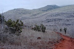 Opuntia galapageia profusa