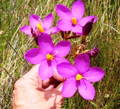 Chironia jasminoides