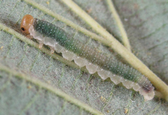 Nematinus fuscipennis