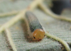 Nematinus fuscipennis