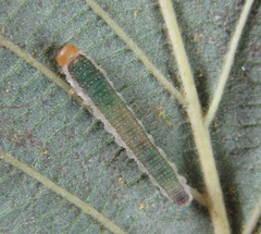 Nematinus fuscipennis