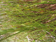 Chironia jasminoides