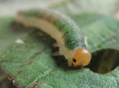 Nematinus fuscipennis