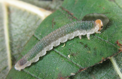 Nematinus fuscipennis