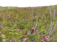 Chironia jasminoides