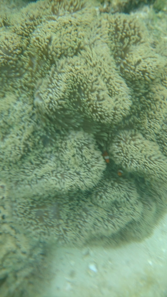Rainbow Carpet Anemone