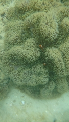 Stichodactyla gigantea