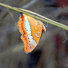 Precis ceryne ceryne