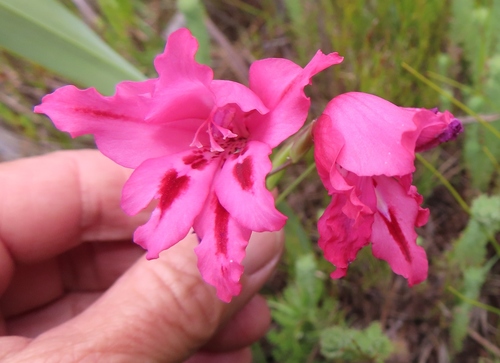 Image of Gladiolus crispulatus by (c) linkie, some rights reserved (CC BY)