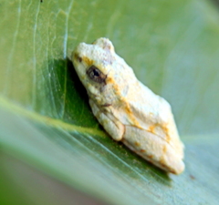 Hyperolius marginatus