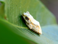 Hyperolius marginatus