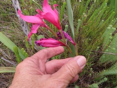 Gladiolus crispulatus