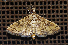 Lamprosema