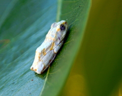 Hyperolius marginatus