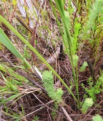 Gladiolus crispulatus