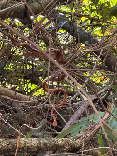 Brown Tree Snake sighting
