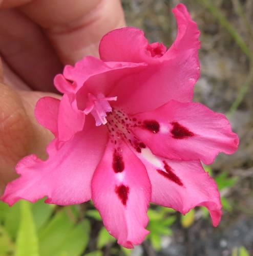 Image of Gladiolus crispulatus by (c) linkie, some rights reserved (CC BY)