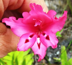 Gladiolus crispulatus