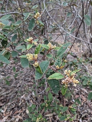 Pomaderris wendlandiana