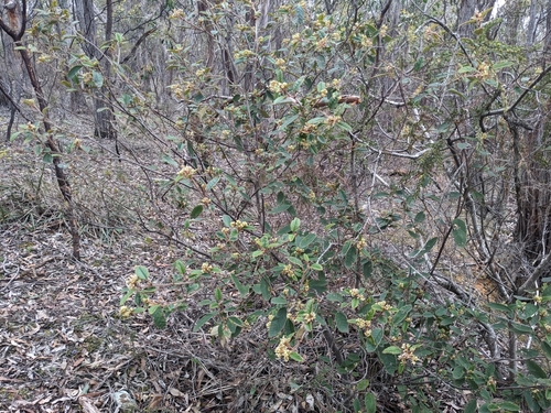 Pomaderris wendlandiana, photograph 1