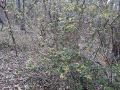 Nina Kerr, CC BY, iNaturalist via GBIF Pomaderris wendlandiana, photograph Nina Kerr, CC BY, iNaturalist via GBIF