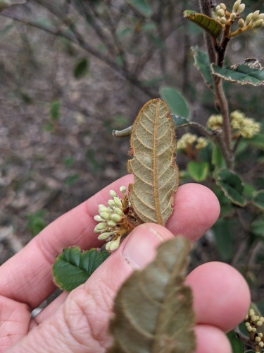 Pomaderris wendlandiana, photograph 2