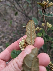 Nina Kerr, CC BY, iNaturalist via GBIF Pomaderris wendlandiana, photograph Nina Kerr, CC BY, iNaturalist via GBIF