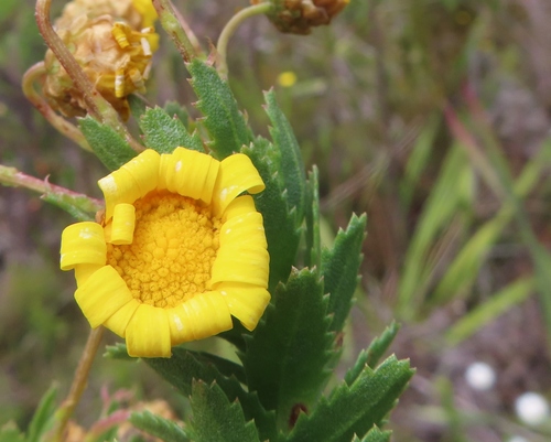 Image of Ursinia serrata by (c) linkie, some rights reserved (CC BY)