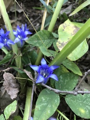 Gentiana scabra buergeri