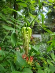 Gloriosa superba