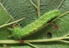 Arge ciliaris