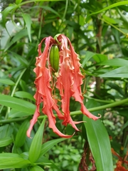 Gloriosa superba