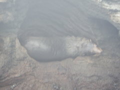 Arctocephalus galapagoensis