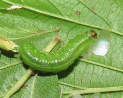 Arge ciliaris