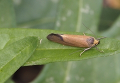 Delexocha ochrocausta