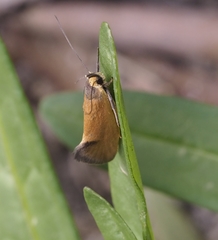 Delexocha ochrocausta