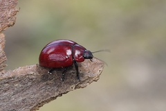 Paropsisterna rufobrunnea