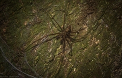 Stiphidion adornatum