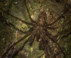 Stiphidion adornatum