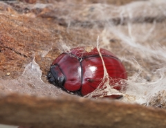 Paropsisterna rufobrunnea