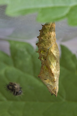 Aglais urticae