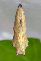Aglais urticae
