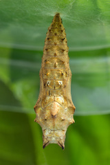 Aglais urticae