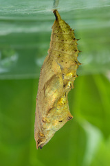 Aglais urticae