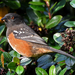 Pacific Spotted Towhee - Photo (c) Steven Mlodinow, some rights reserved (CC BY-NC), uploaded by Steven Mlodinow