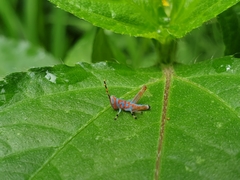 Pirithoicus ophthalmicus